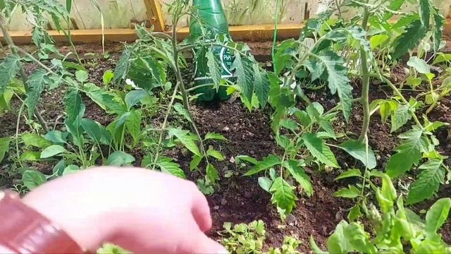 10мая вечер Лен.обл.Высаживаю капусту и томаты в открытый грунт#капуста#цветная#июньская#поздняя#