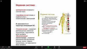 Биохимия 14 12   Интеграция метаболизма, уровни регуляции обмена