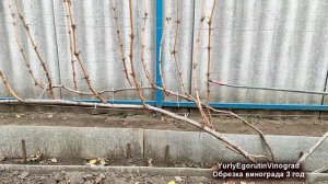 ? Как получить ЛУЧШУЮ ФОРМИРОВКУ винограда для укрытия на зиму. Обрезка МОЩНОГО куста 3 год!