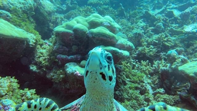 MALDIVES
