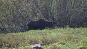 If You Could Read My Mind - Don McLean: with Lyrics(가사번역) || The Maroon Bells, Colorado, 2017