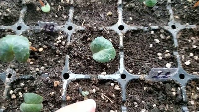 Цикламены в теплице. Выращивание цикламенов в теплице. Первый обзор.