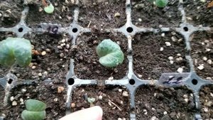 Цикламены в теплице. Выращивание цикламенов в теплице. Первый обзор.