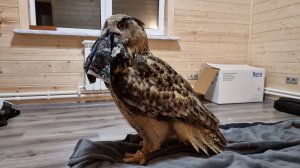 Yoll's добрый stream из Совиного дола. Встретим закат? Первое УГУ в Совином доле