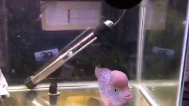 6" Blue pearl flowerhorn смотреть онлайн