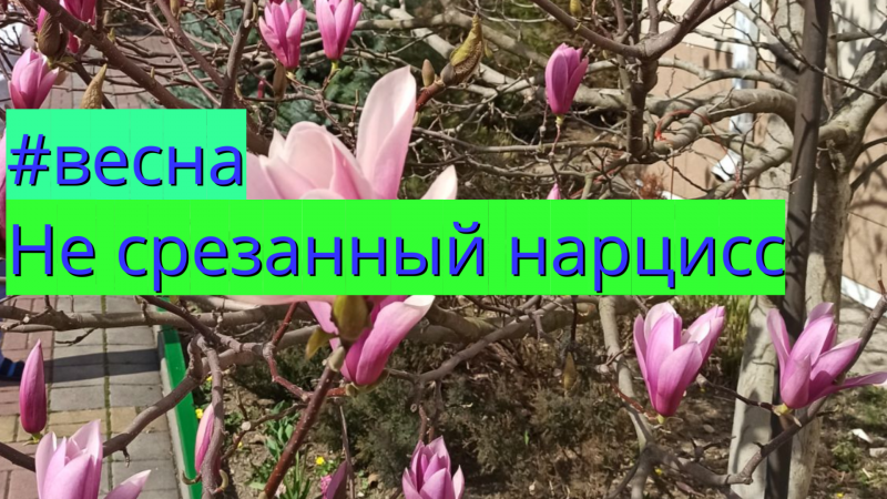 #весна Не срезанный нарцисс