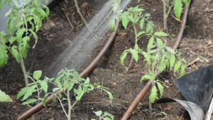 Аккумуляторный насос для полива из бочки Greenworks G24SWP обзор и полив