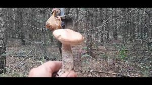 Срочно в Лес за Грибами!!! Невероятный Урожай Грибов. Пора Собирать Грибы. Поход за грибами 2023.
