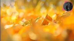 Alisher Uzoqov O'tgusidir | Алишер Узоков