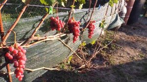 Виноград Ред Глоб 2019