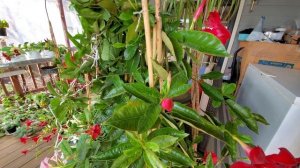 Дипладения. Как и где зимует.