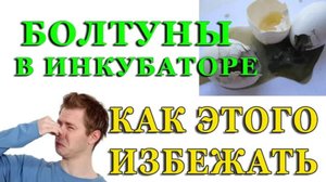 КАК ОПРЕДЕЛИТЬ ЖИВ ЛИ ЗАРОДЫШ В ЯЙЦЕ. ПОЧЕМУ В ИНКУБАТОРЕ ИСПОРТИЛОСЬ ЯЙЦО И ЗАВОНЯЛО
