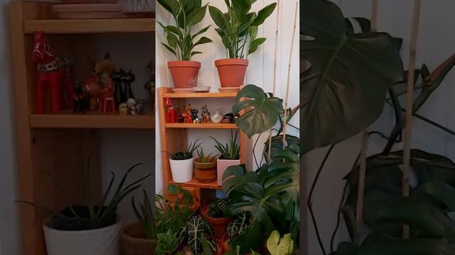 a tiny jungle corner in our home.