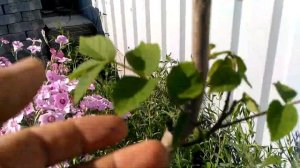 орех Пекан северный 24 июня 2020