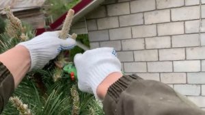 Обрезка сосны обыкновенной