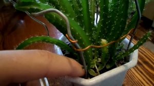 Питахайя и  растение Гилоцереус