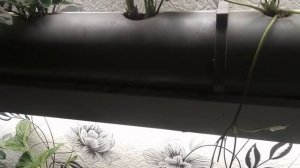 Клубника на гидропонике зимой