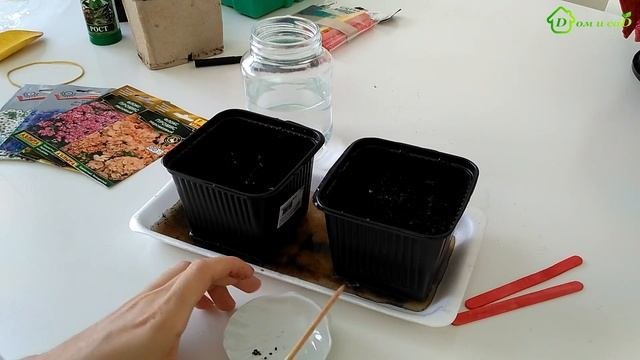 Посадка ФЛОКСОВ, выращивание флоксов из семян