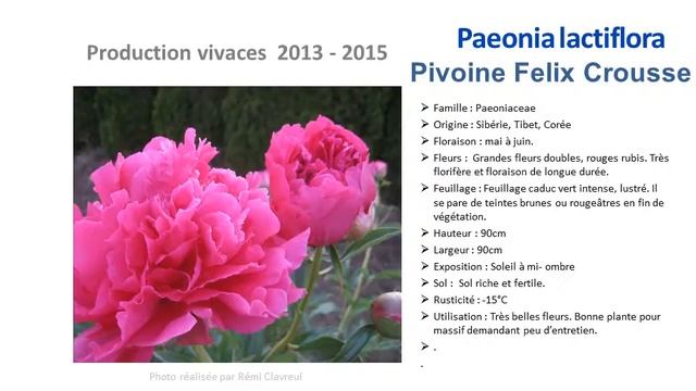 Jardinage:Paeonia lactiflora Pivoine felix crousse: Plante vivace смотреть онлайн