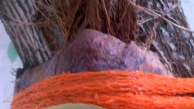 Пересадка Платицериума #Platicerium на дерево Авокадо. #Доминикана. смотреть онлайн