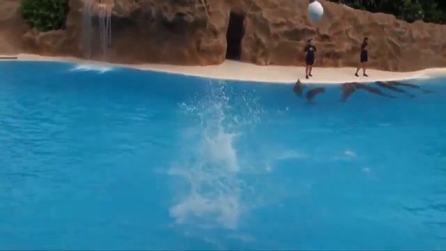 Дельфины, интересное видео смотреть онлайн