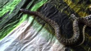 Сарматский полоз странная особенность 2022-04-01