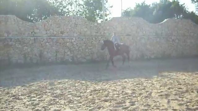 продается кобыла смотреть онлайн