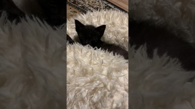 Веселый сон. Котёнок-подкидыш #всочиумаши смотреть онлайн