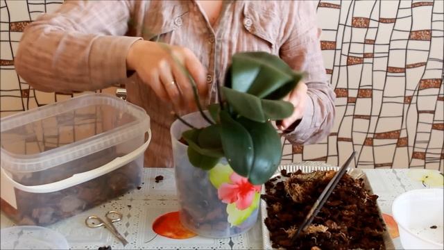 Как пересадить орхидею (Falenopsis) смотреть онлайн