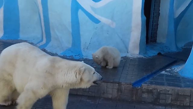 Медвежата, медвежата, очень милые ребята... смотреть онлайн