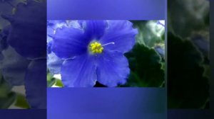 Сортовая голубая фиалка Optimara Monitoba.