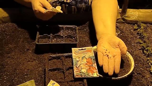 Настурция (Tropaeolum), Бальзамин (Impatiens), Мирабилис (Mirabilis) посев крупносемянных цветов смотреть онлайн