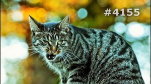 #4155. Коты (В мире животных)