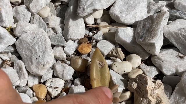 Best growing conditions for ghost plants (Graptopetalum paraguayense) смотреть онлайн