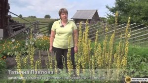 Музей «Кижи»: Аптекарский огород. Часть 2