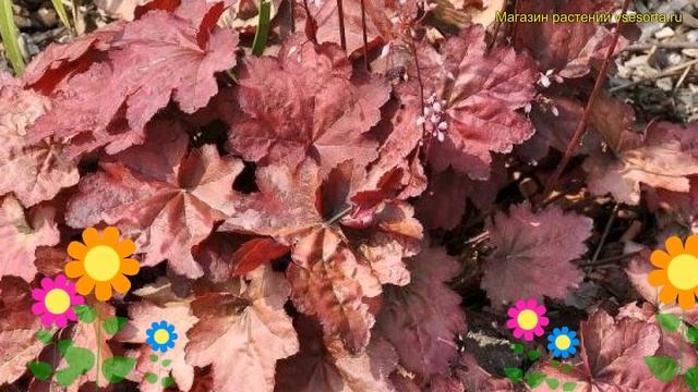 Гейхера гибридная Отумн Ливз. Краткий обзор, описание характеристик heuchera Autumn Leaves смотреть онлайн