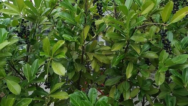 Are Laurel Cherry seeds edible? (Prunus laurocerasus) смотреть онлайн