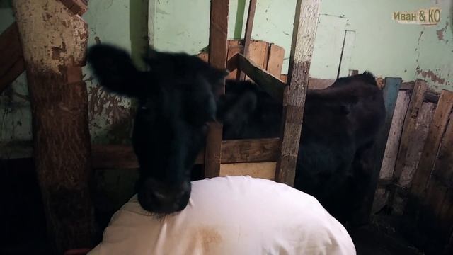 Признаки охоты у коровы. Способ определения смотреть онлайн