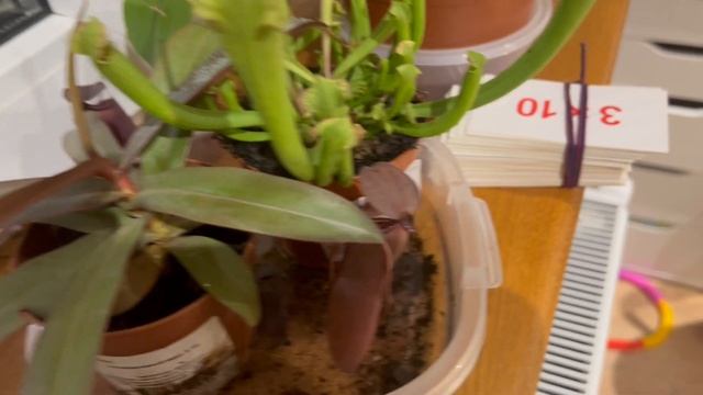 Хищные растения, как за ними ухаживать. Плотоядная мухоловка, непентус и росянка смотреть онлайн