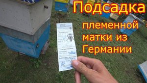 Подсадка племенных маток из Германии. Новый племенной материал у нас на пасеке