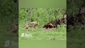 В ОДИНОЧКУ ГЛУШИТ ОЛЕНЯ
