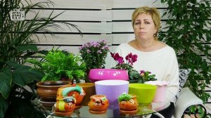 Цветочный горшок - Как правильно выбрать и где купить? ? Комнатные растения flowers tv