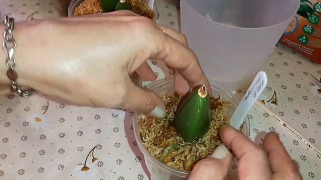 Посадка Орхидей в Закрытую Систему - 3 | Colmanara, Cattleya, Cambria, Maxillaria, Zygonisia смотреть онлайн