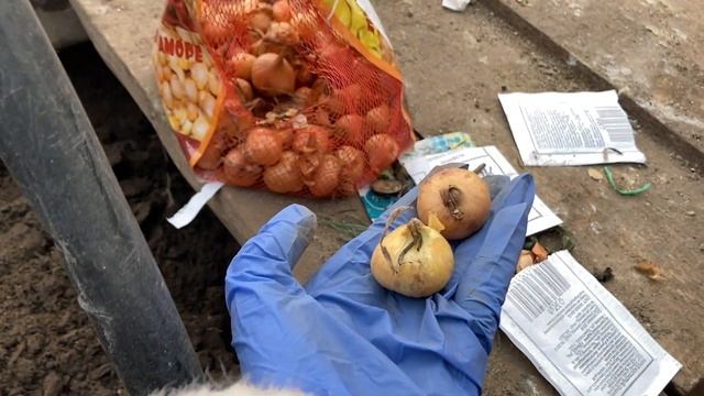 Посадка ранней зелени в теплице: лук, укроп, редис смотреть онлайн