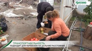 Выращивание розового томата КИБО F1  уникальный томат для теплиц