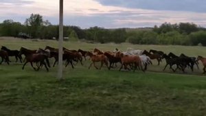 ТАБУН Лошадей БЕЖИТ | Очень КРАСИВО | A Herd of Horses is Running Very Nice