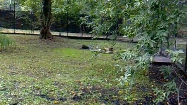 Cheetah plays soccer. Warsaw zoo. смотреть онлайн