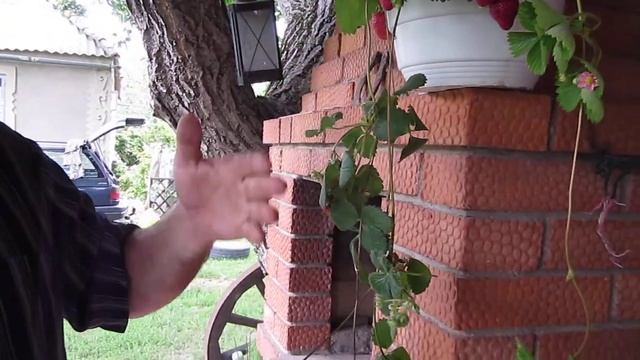 Розовоцветная клубника сорт Газана смотреть онлайн