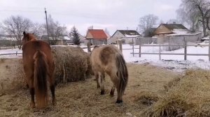 Кобыла хочет к жеребцу