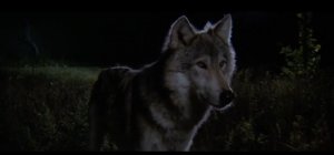 Клип танцующий с волками